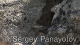 Video of Alpine Accentor - Alpine Accentor finding insects in the top of the mountain.